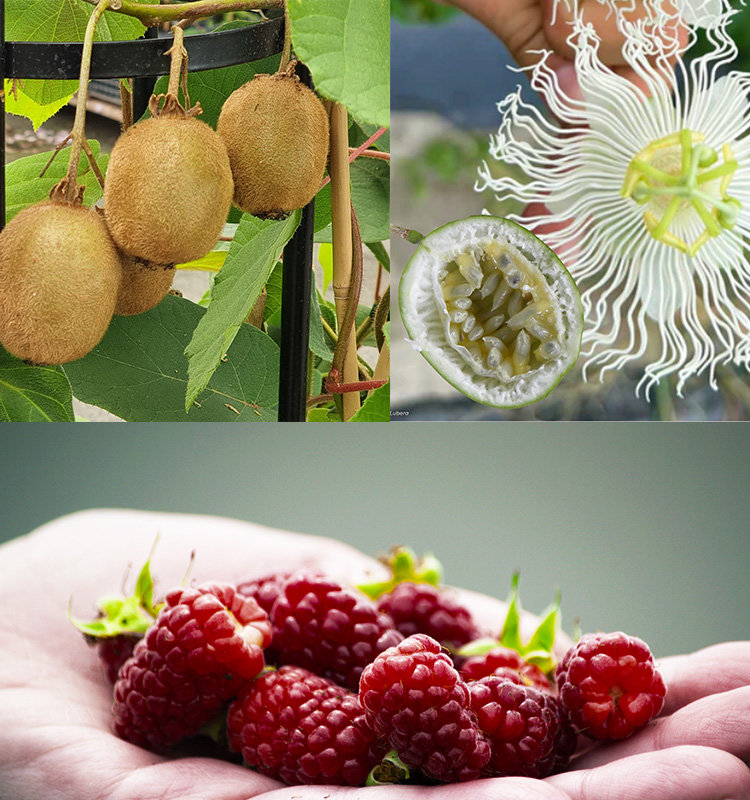 Actinidia Herma, mûre tayberry Bounty Berry©Pépinières Traver et Passiflore Cooltropics® Snowstar® - (9) ©Raphaël Maïer