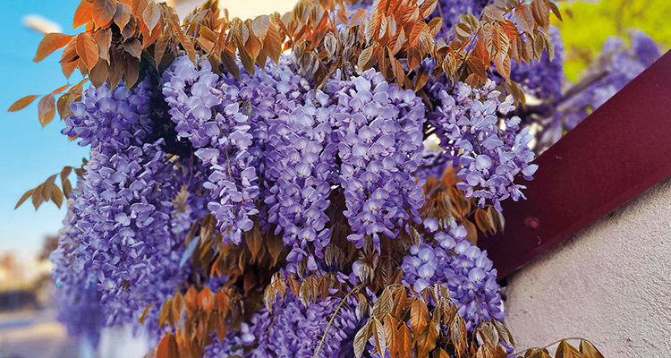 Wisteria sinensis Blue Line® 'Copper Leo' (12) ©Pépinières TRAVERS