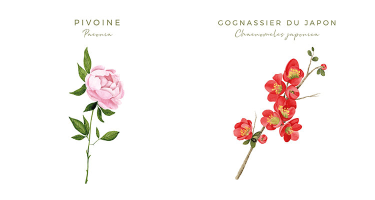 Pivoine et Cognassier du Japon