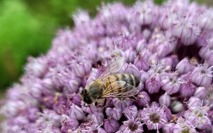 Installer des abris à insectes