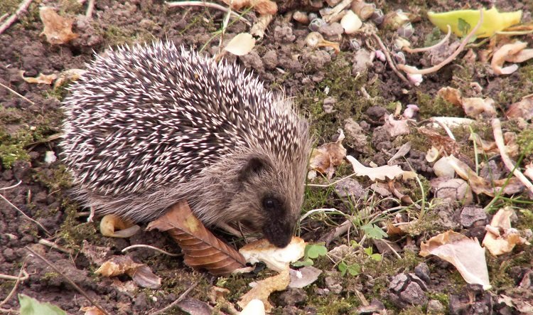 Les hérissons vivent parfois dans un petit jardin en pleine ville. Quels dangers rencontrent-ils ?