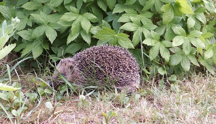 Quelle est votre situation dans les champs. Le terrain de jeu de l’agriculture française est assez vaste pour accueillir les hérissons ?