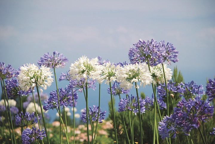 Quand planter les bulbes à fleurs ? Lesquels ?