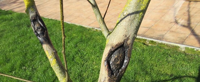 Comment cicatriser une blessure sur un arbre ?